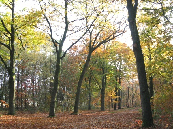 herfst 2009 wortel 043