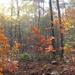 herfst 2009 wortel 046
