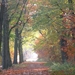 herfst 2009 wortel 048
