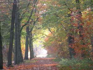 herfst 2009 wortel 048