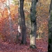 herfst 2009 wortel 049