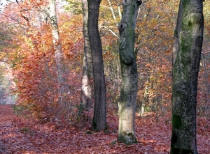 herfst 2009 wortel 049