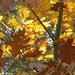 herfst 2009 wortel 052