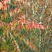 herfst 2009 wortel 056
