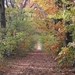 herfst 2009 wortel 058