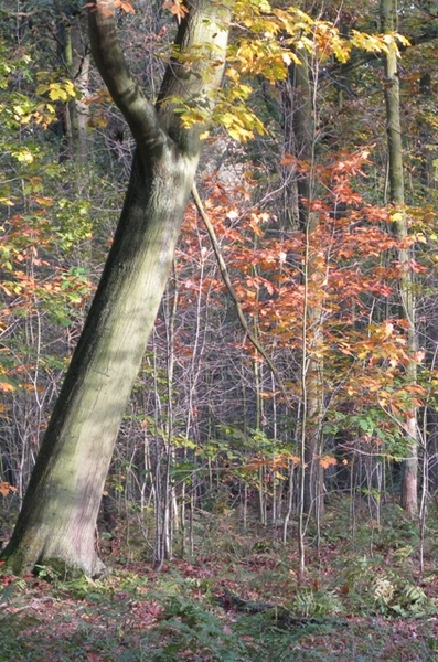 Park v Brasschaat (7)