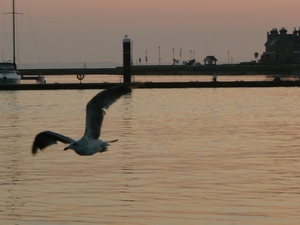 een vroege vogel...