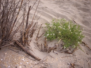 groen in de duinen