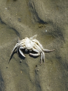 krab