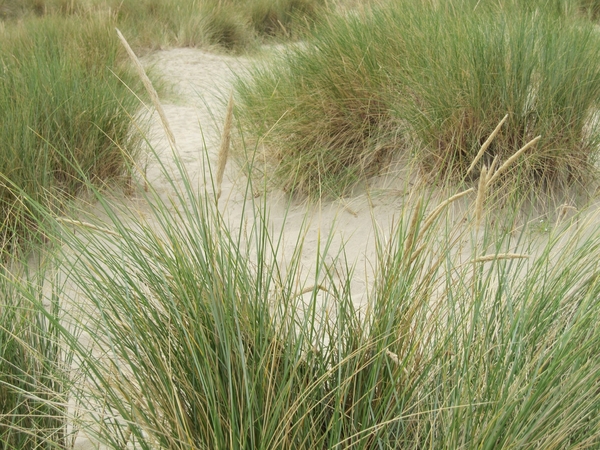 duinen