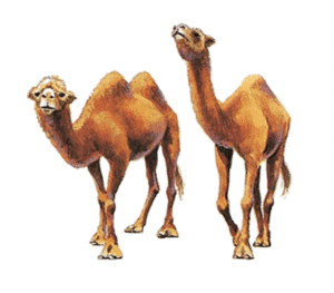 camel