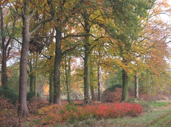 Vordenstein 2009 wortel 125 (19)