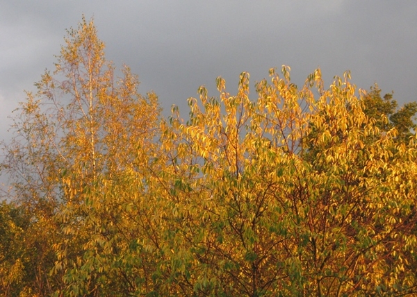 Vordenstein 2009 wortel 125 (17)