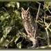 DE RANS UIL