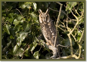 DE RANS UIL