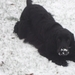 icarus in  de sneeuw