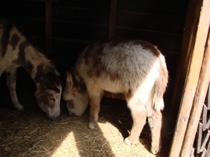 DSC4311 - ezels in de schaduw