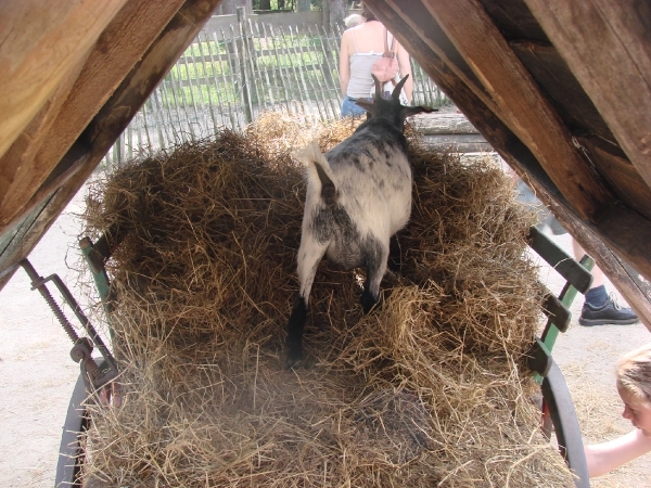 DSC4316- de geit op de wagen