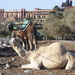 Gran Canaria Maspalomas. kameel of dromedaris ?