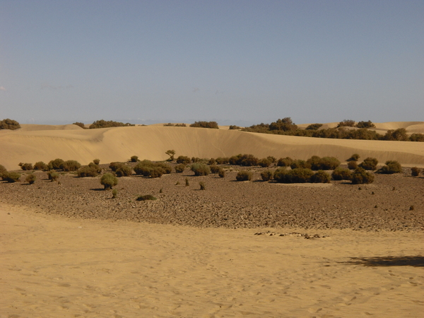 Gran Canaria Maspalomas  Duinen