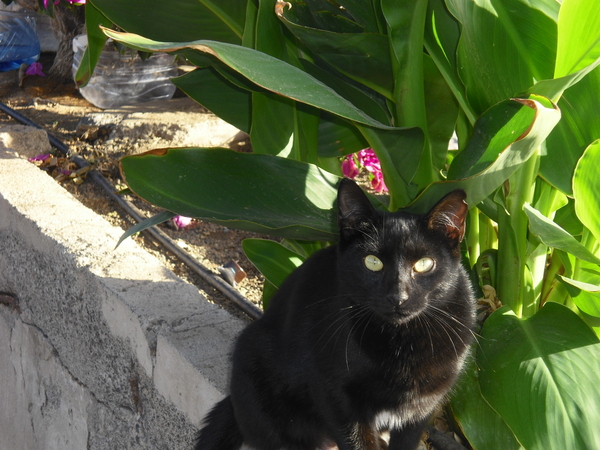 Gran Canaria Maspalomas