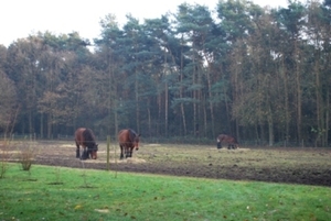 2009-12-01 Vorselaar Medioren (72)