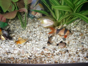 aqarium 1-11- 2009 212