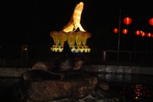 let op! echte zeehonden!