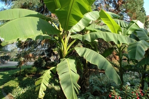 Leuven september 2009
