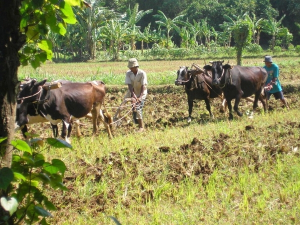 Indonesië 1 304