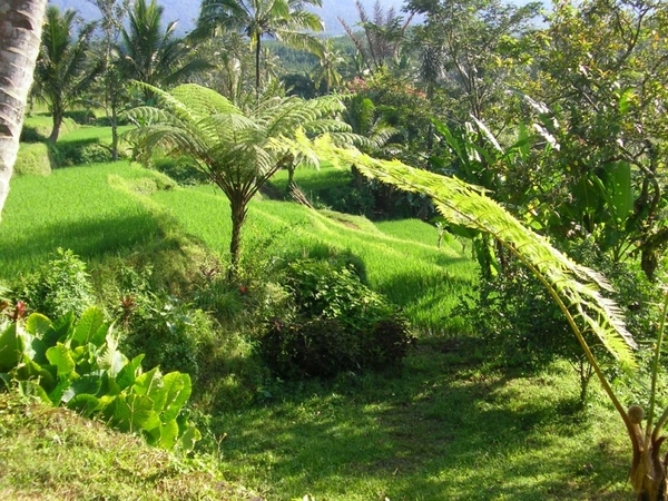 Indonesië 1 328