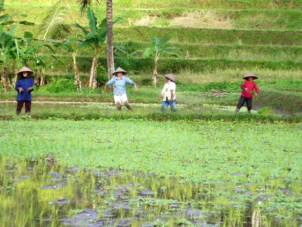 Indonesië 1 335