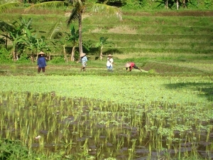 Indonesië 1 336