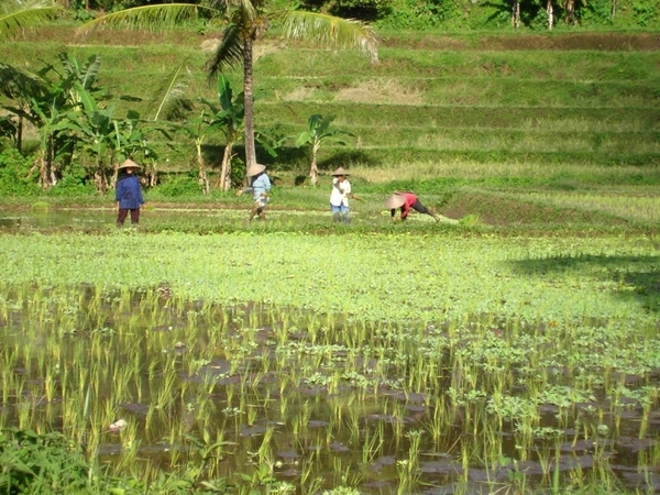 Indonesië 1 336