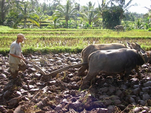 Indonesië 1 339