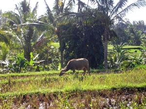 Indonesië 1 341