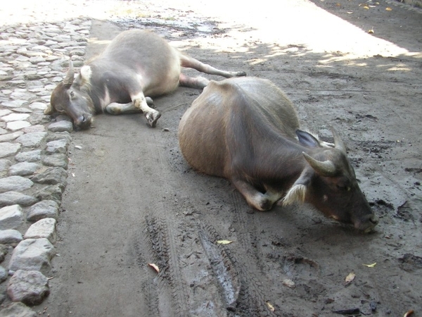 Indonesië 2 187