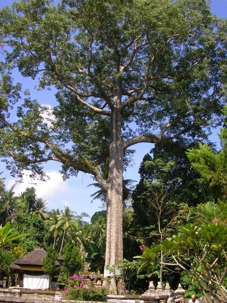 Indonesië 2 224