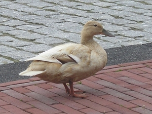 eend bij havenhoofd