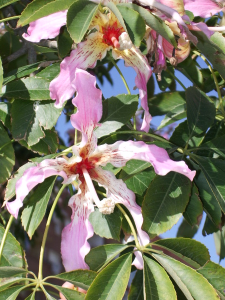 roze