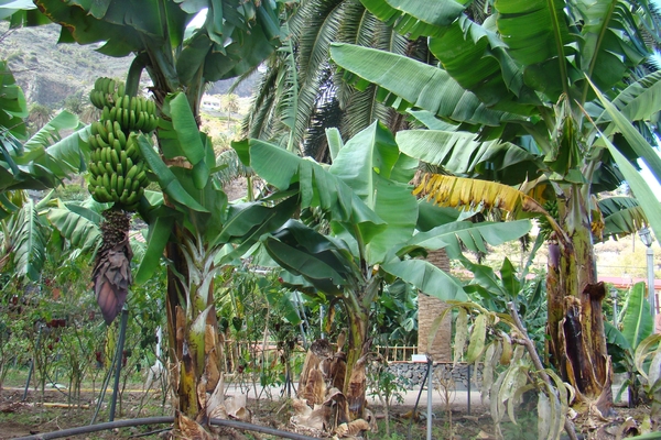DSC00711