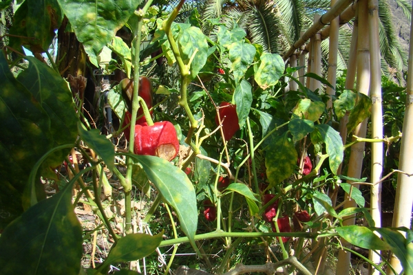 DSC00713