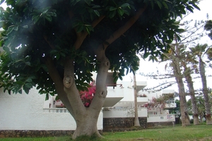 DSC00736