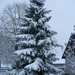 ONZE EERSTE KERSTBOOM IN DE MOSTEN.STAAT NU IN ONZE TUIN