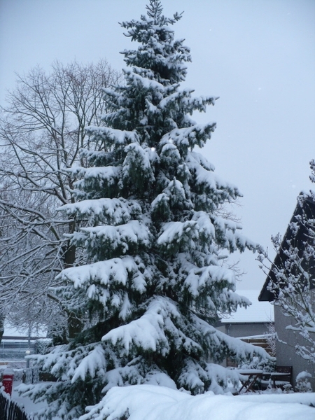 ONZE EERSTE KERSTBOOM IN DE MOSTEN.STAAT NU IN ONZE TUIN