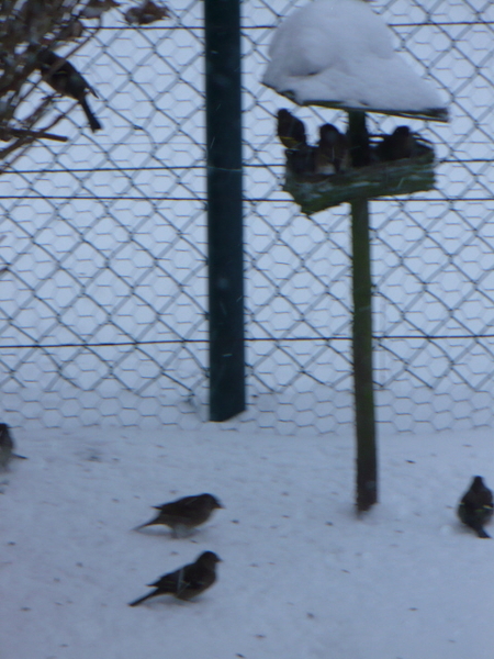 DE VOGELTJES KOMEN ETEN