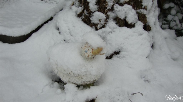 kwak in de sneeuw