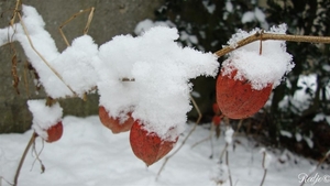 chinese lantaarntjes
