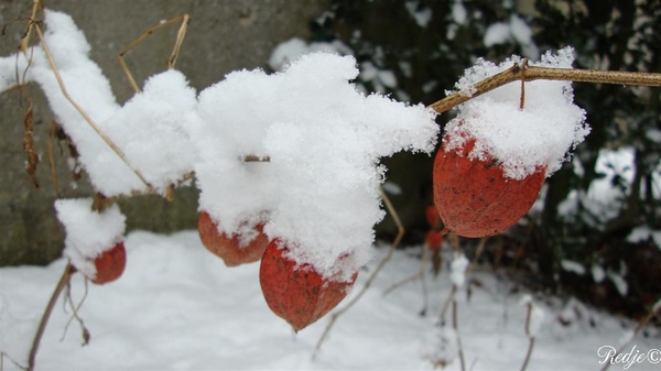 chinese lantaarntjes