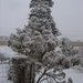 2 bomen met een pakje aan